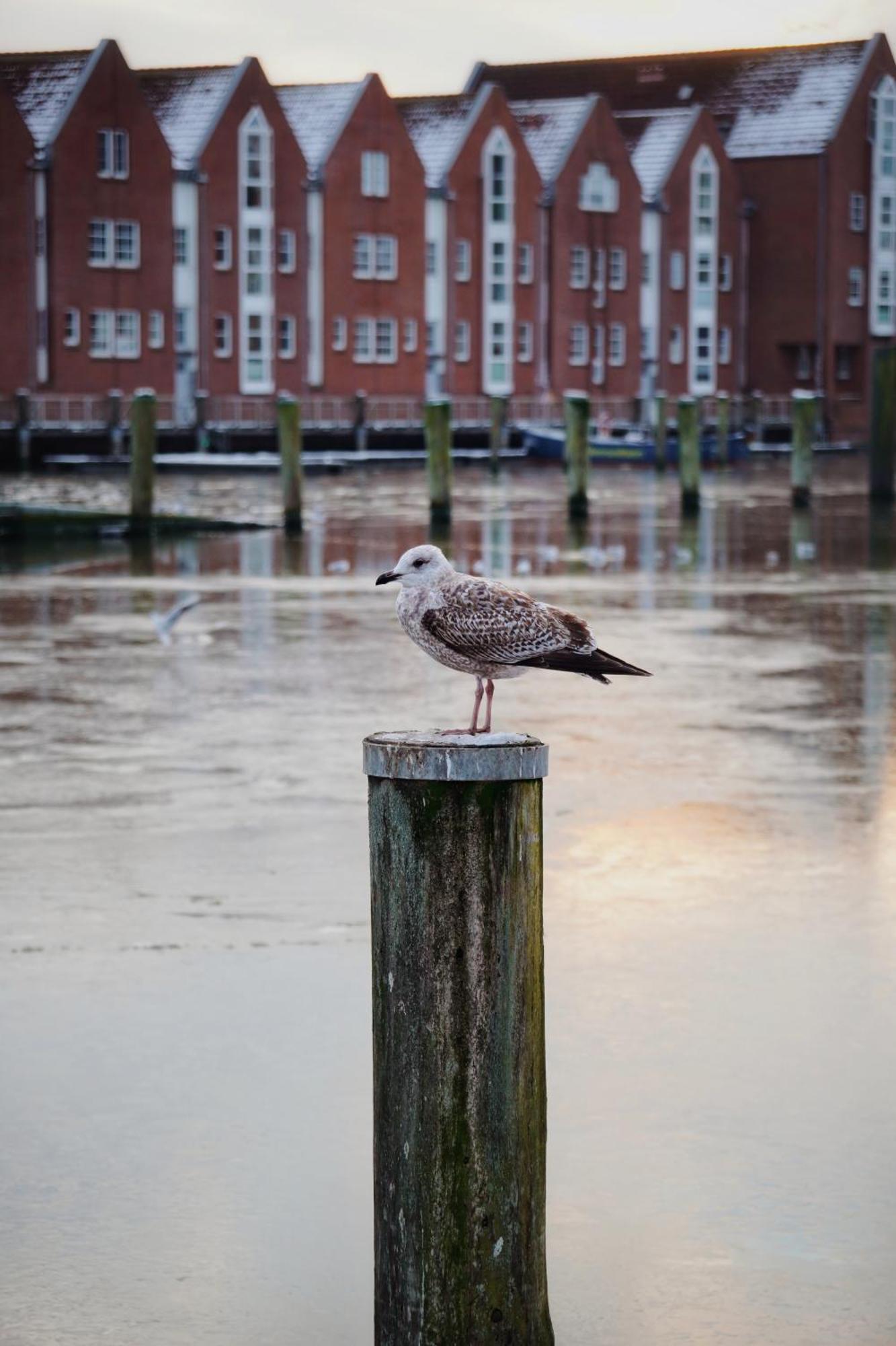 Ferienhus #1 Nordfriesland Apartment Mildstedt Bagian luar foto